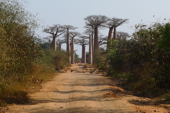 Paysage Baboab Madagascar