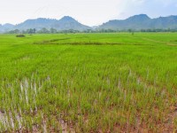 Travel Photography - Lao People's Democratic Republic Vientiane 0/0 | axetrip.com