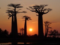 Travel Photography - Madagascar Morondava & Baobabs 0/0 | axetrip.com