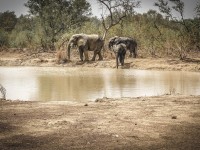 Travel Photography - Ghana Mole National Park 0/0 | axetrip.com