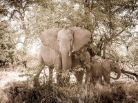 Travel Photography - Botswana Moremi Game Reserve 0/0 | axetrip.com