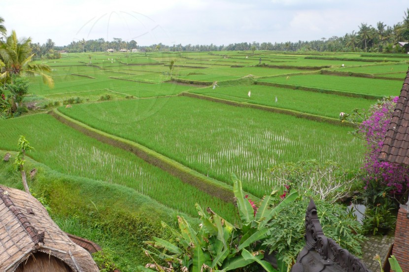 Indonesia Bali  | axetrip.com