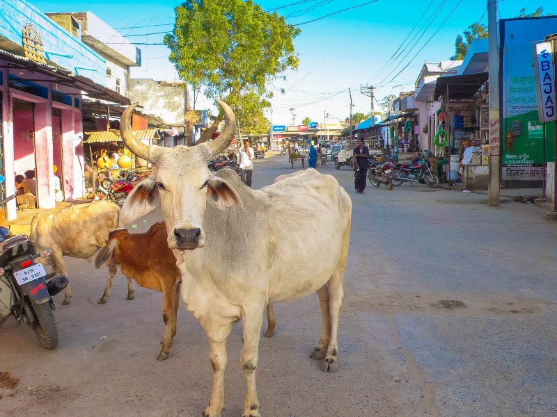 India Udaipur  | axetrip.com