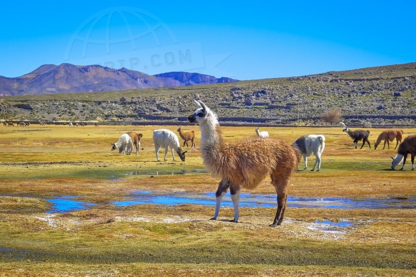 Bolivia Salar Uyuni  | axetrip.com