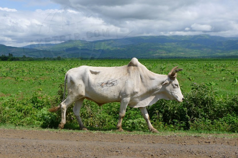 Ethiopia  | axetrip.com