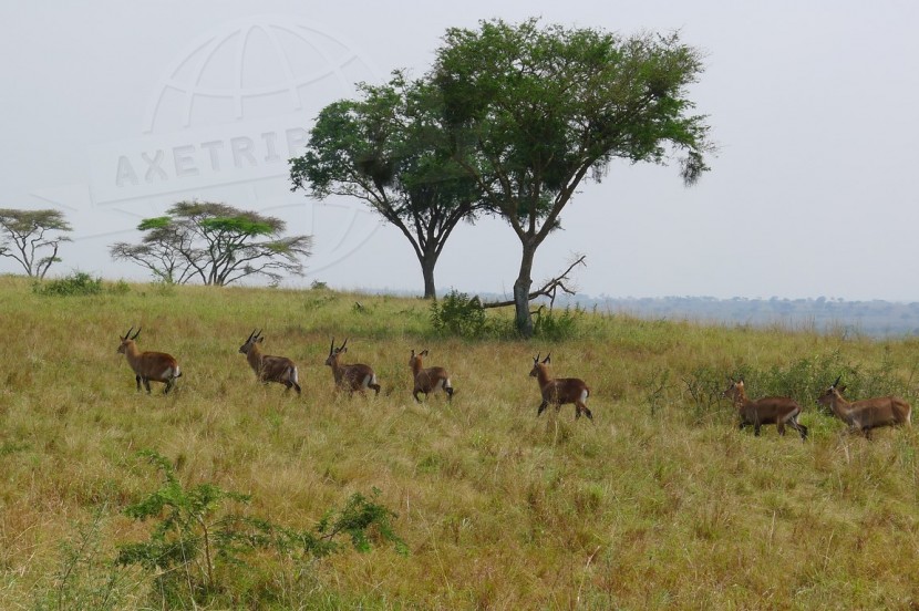 Uganda Ouganda  | axetrip.com