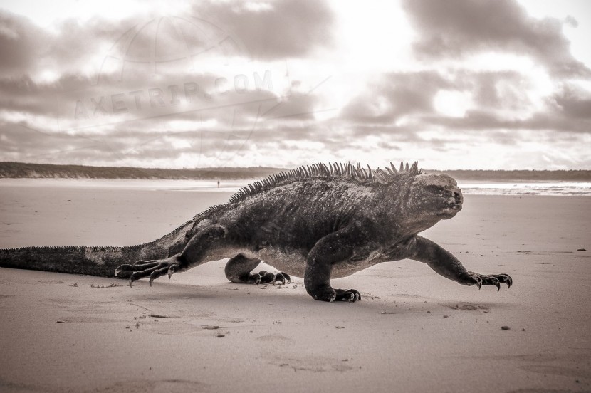 Ecuador Galapagos  | axetrip.com