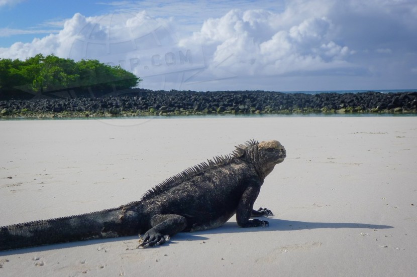 Ecuador Galapagos  | axetrip.com