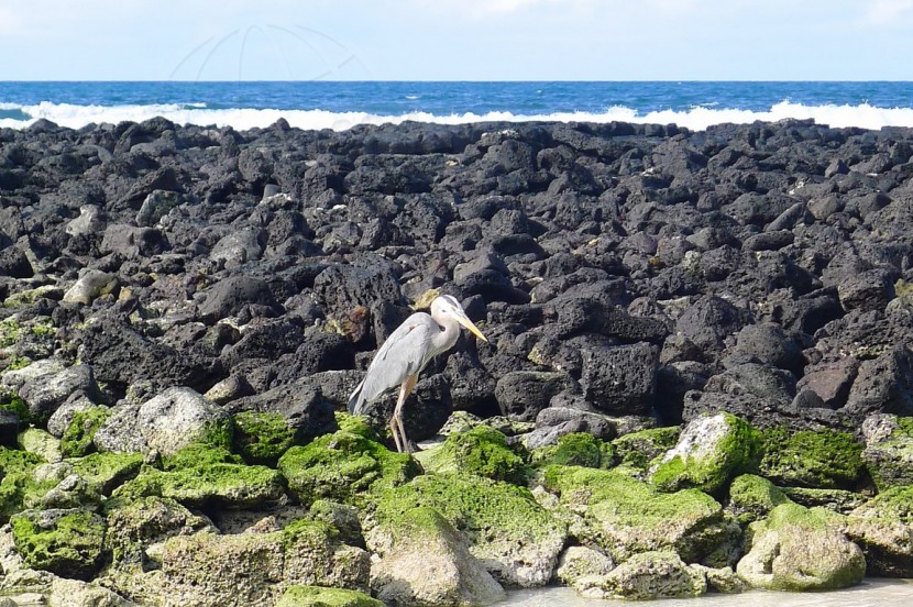 Ecuador Galapagos  | axetrip.com