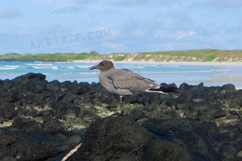 Ecuador Galapagos  | axetrip.com