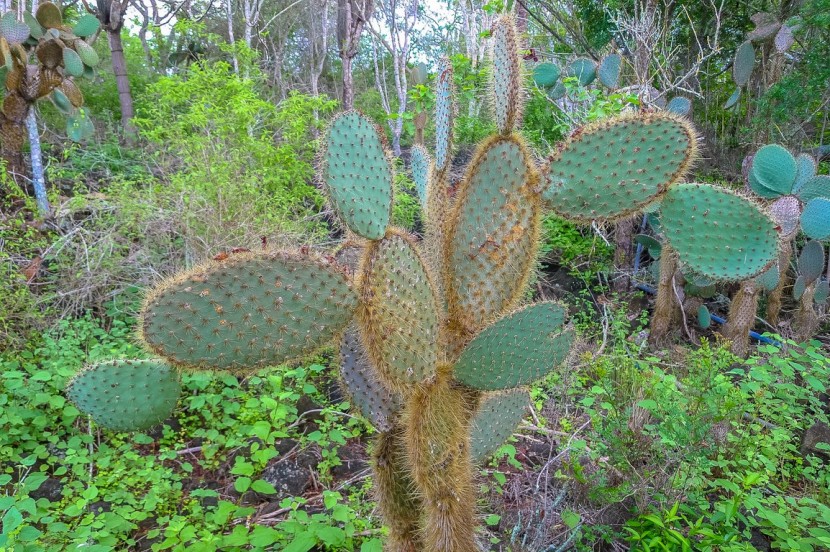 Ecuador Galapagos  | axetrip.com