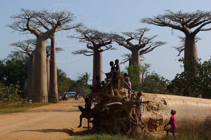 Madagascar Morondava & Baobabs  | axetrip.com