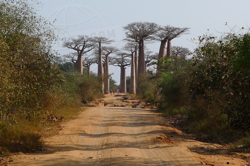 Madagascar Morondava & Baobabs  | axetrip.com