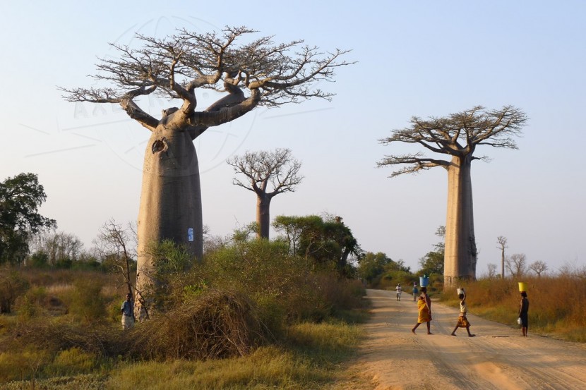 Madagascar Morondava & Baobabs  | axetrip.com