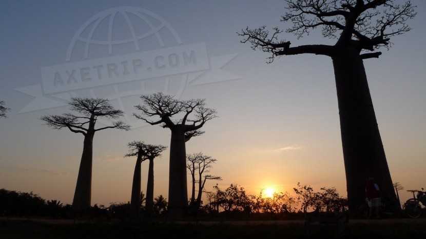 Madagascar Morondava & Baobabs  | axetrip.com