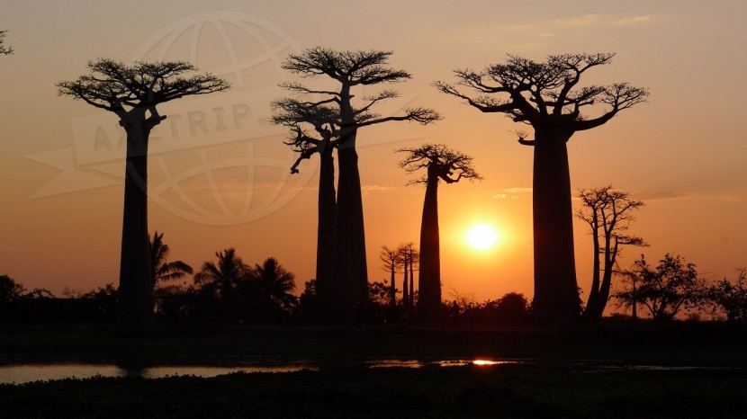 Madagascar Morondava & Baobabs  | axetrip.com