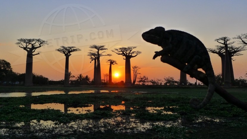 Madagascar Morondava & Baobabs  | axetrip.com