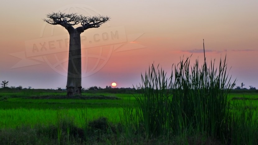 Madagascar Morondava & Baobabs  | axetrip.com