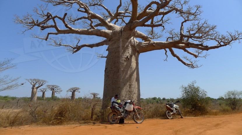 Madagascar Morondava & Baobabs  | axetrip.com