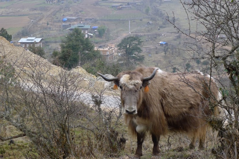 Bhutan  | axetrip.com