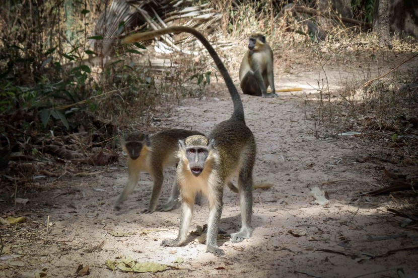 Gambia Banjul - Senegambia  | axetrip.com