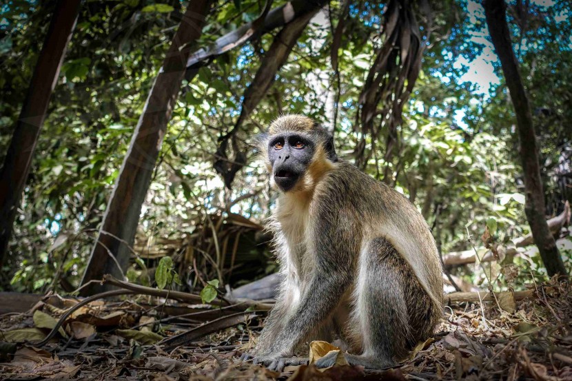 Gambia Banjul - Senegambia  | axetrip.com