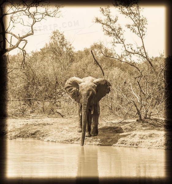 Ghana Mole National Park  | axetrip.com