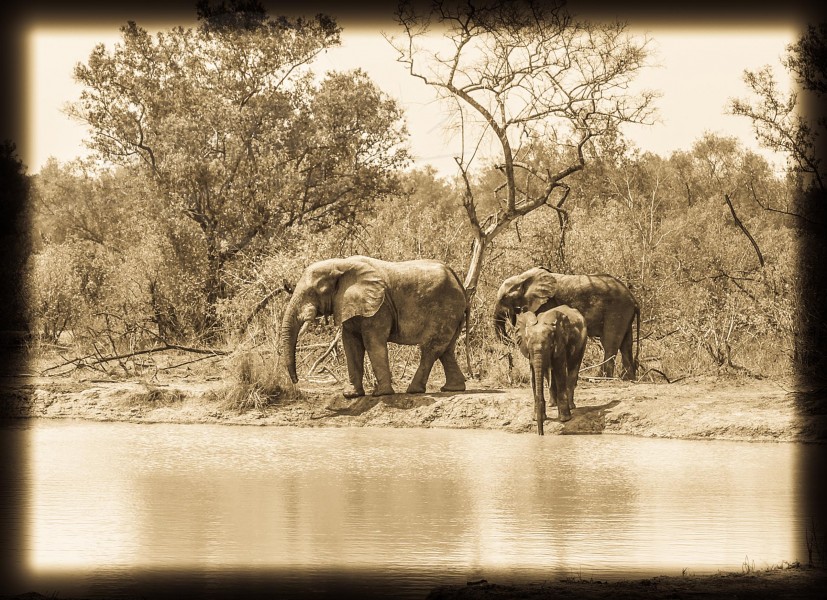 Ghana Mole National Park  | axetrip.com