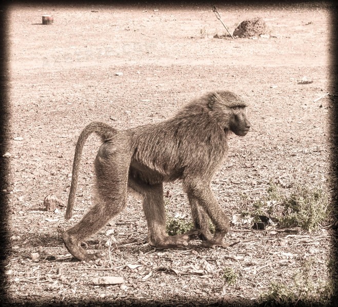 Ghana Mole National Park  | axetrip.com