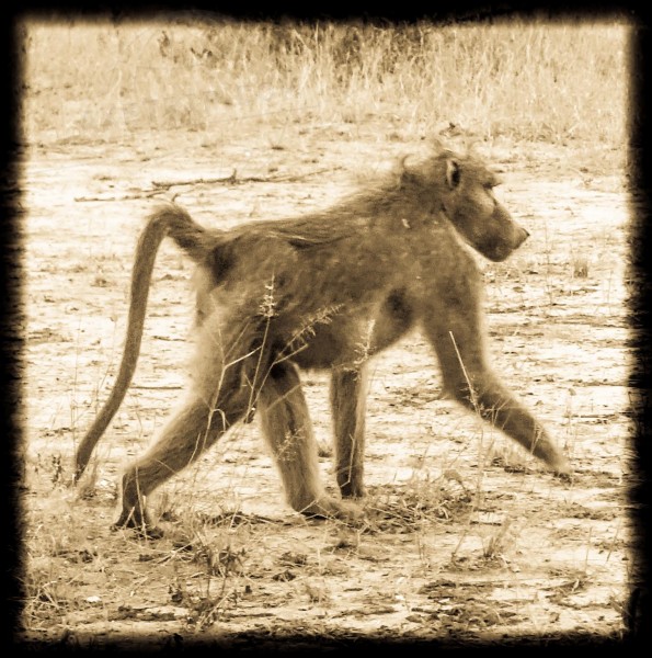 Botswana Moremi Game Reserve  | axetrip.com