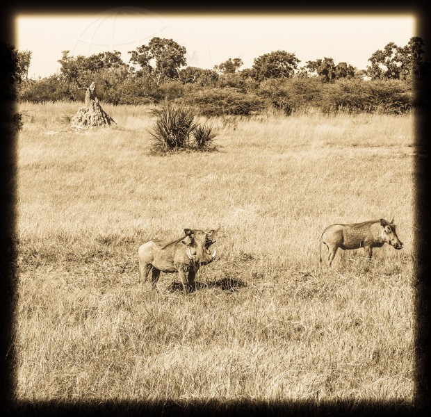 Botswana Moremi Game Reserve  | axetrip.com