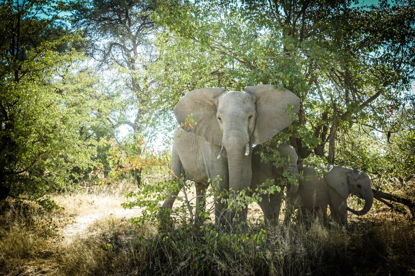 Botswana Moremi Game Reserve  | axetrip.com