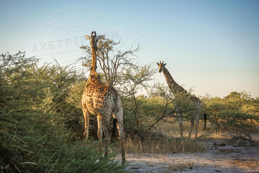 Botswana Moremi Game Reserve  | axetrip.com