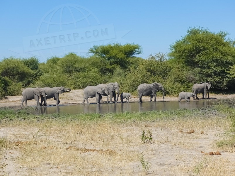 Botswana Moremi Game Reserve  | axetrip.com