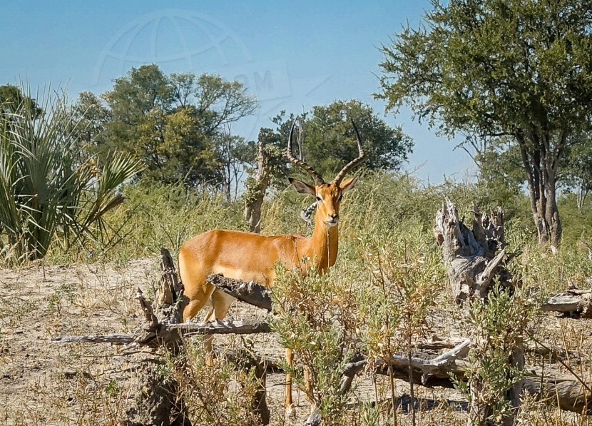 Botswana Moremi Game Reserve  | axetrip.com