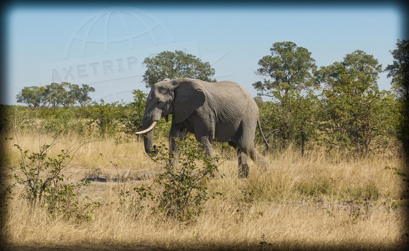 Botswana Moremi Game Reserve  | axetrip.com