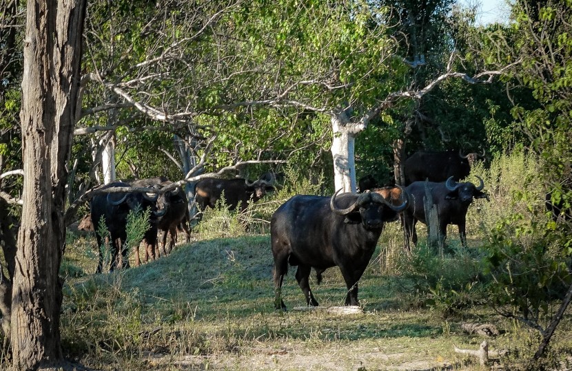 Botswana Moremi Game Reserve  | axetrip.com