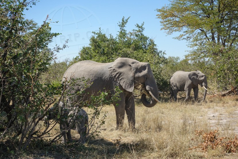 Botswana Moremi Game Reserve  | axetrip.com