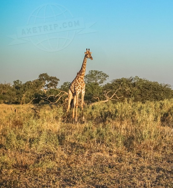 Botswana Moremi Game Reserve  | axetrip.com