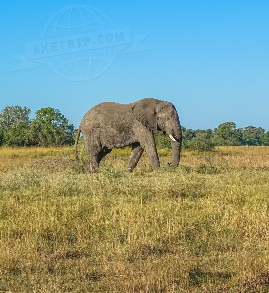 Botswana Moremi Game Reserve  | axetrip.com