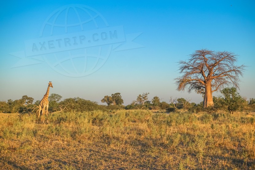 Botswana Moremi Game Reserve  | axetrip.com