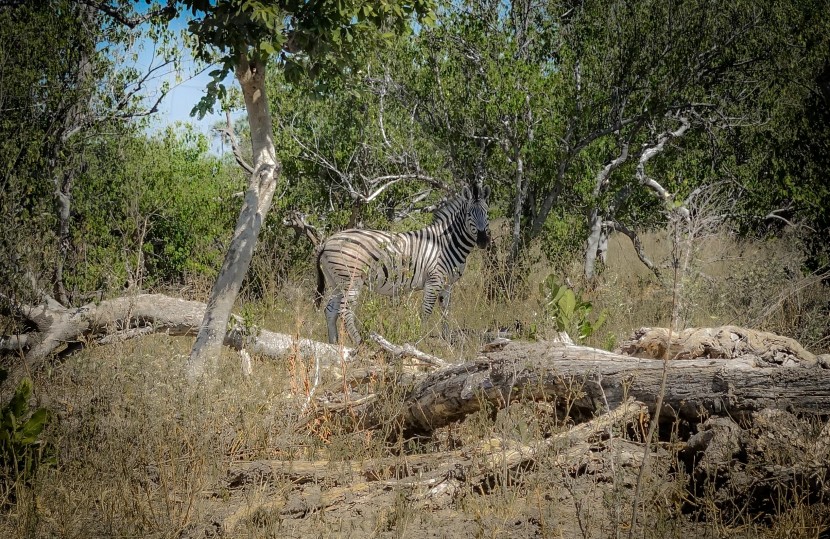 Botswana Moremi Game Reserve  | axetrip.com